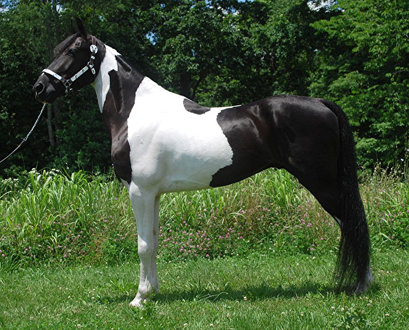 Ali