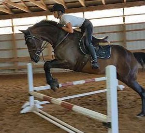 Barbaro
