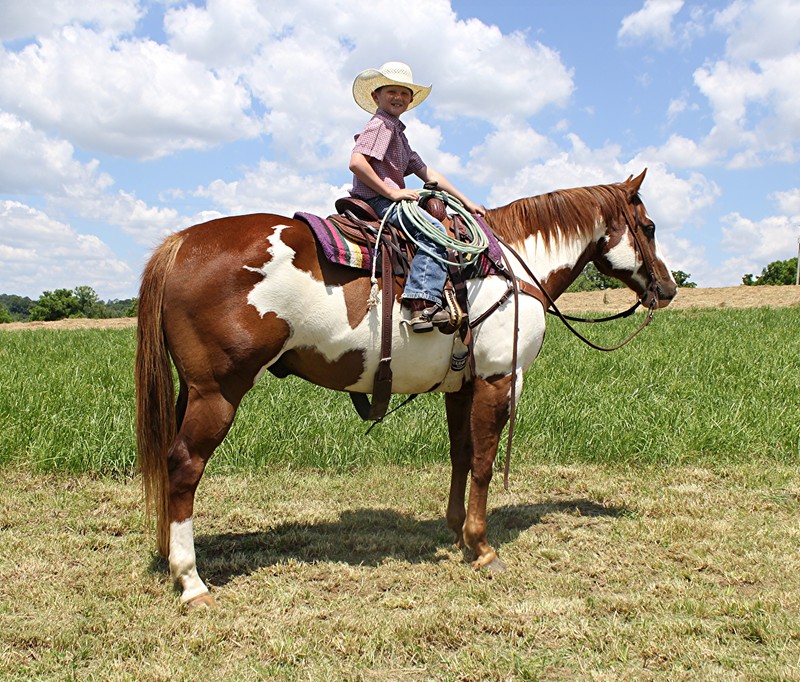 Bruce Lee sorrel overo Paint Horse gelding