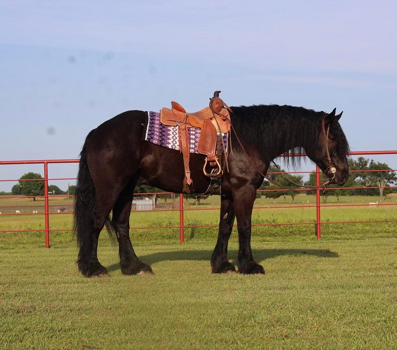 Cheyenne
