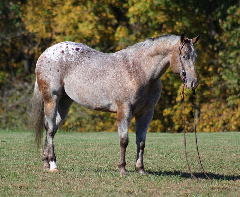 Dots and Dashes red roan Appaloosa gelding