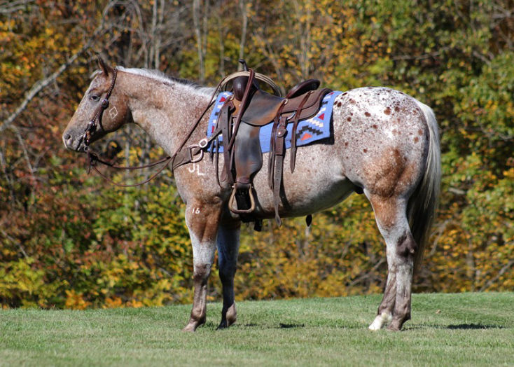 Dots and Dashes red roan Appaloosa gelding