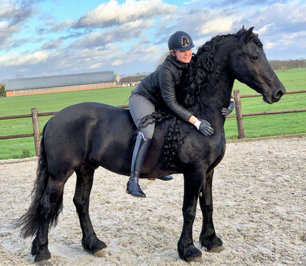 Jackpots black Friesian gelding
