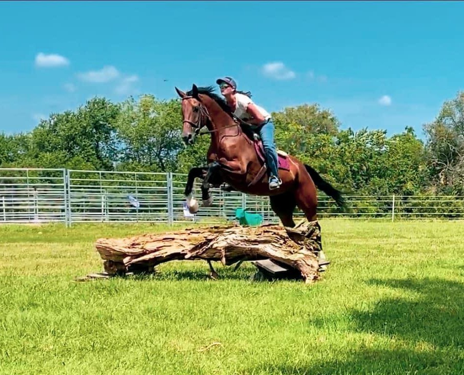 Sir Luiz bay Warmblood gelding