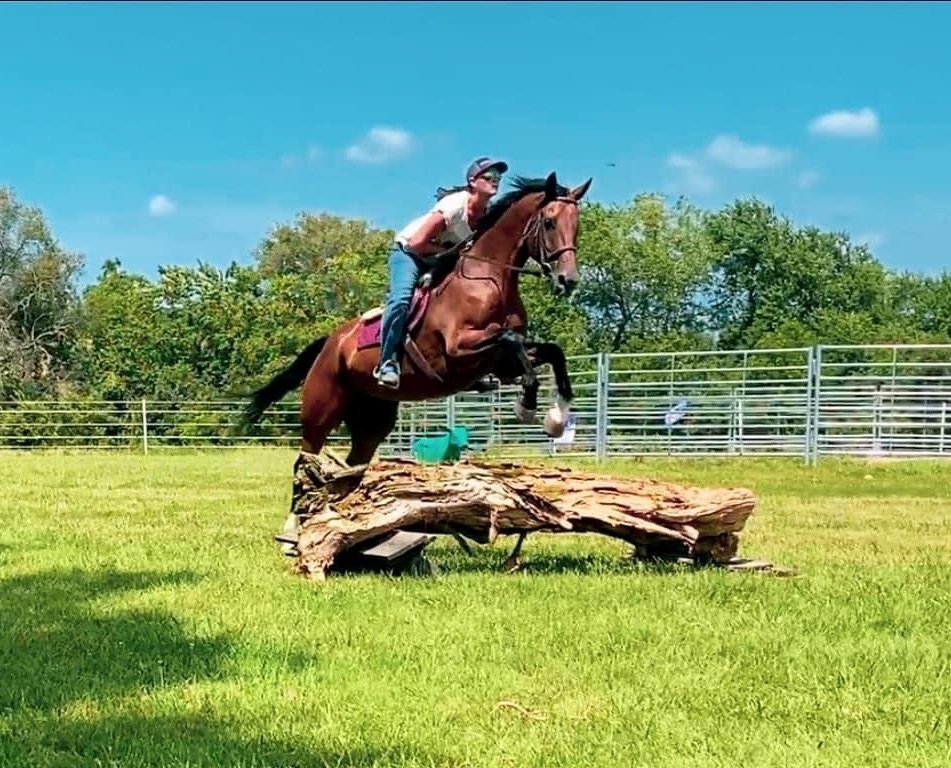 Sir Luiz bay Warmblood gelding